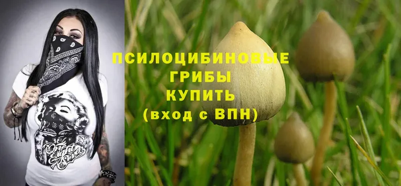 Псилоцибиновые грибы GOLDEN TEACHER  купить   Октябрьский 